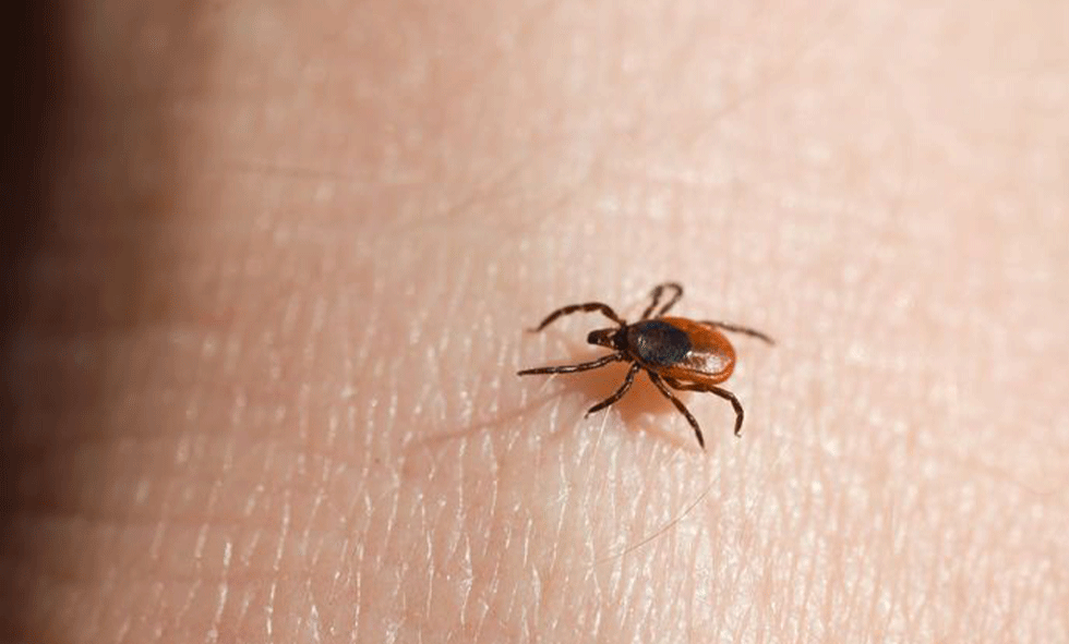 Protecting Your Family and Pets from Ticks