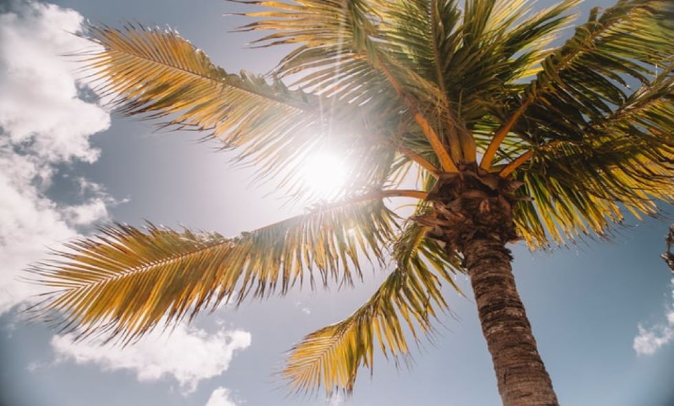 the sun peeking out from above a palm tree - skin cancer awareness